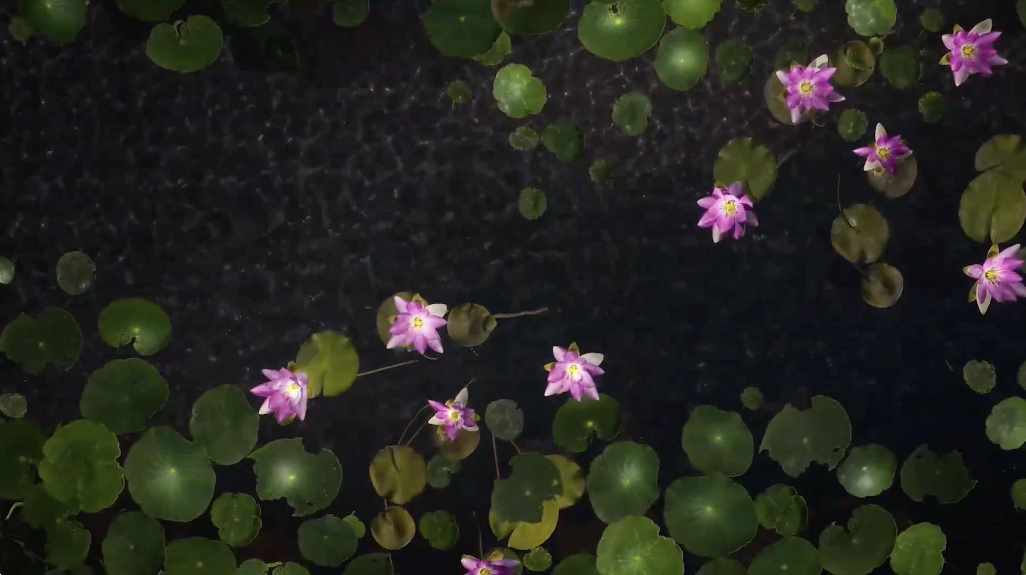 Overhead view of pink water lilies and round green leaves floating across dark water