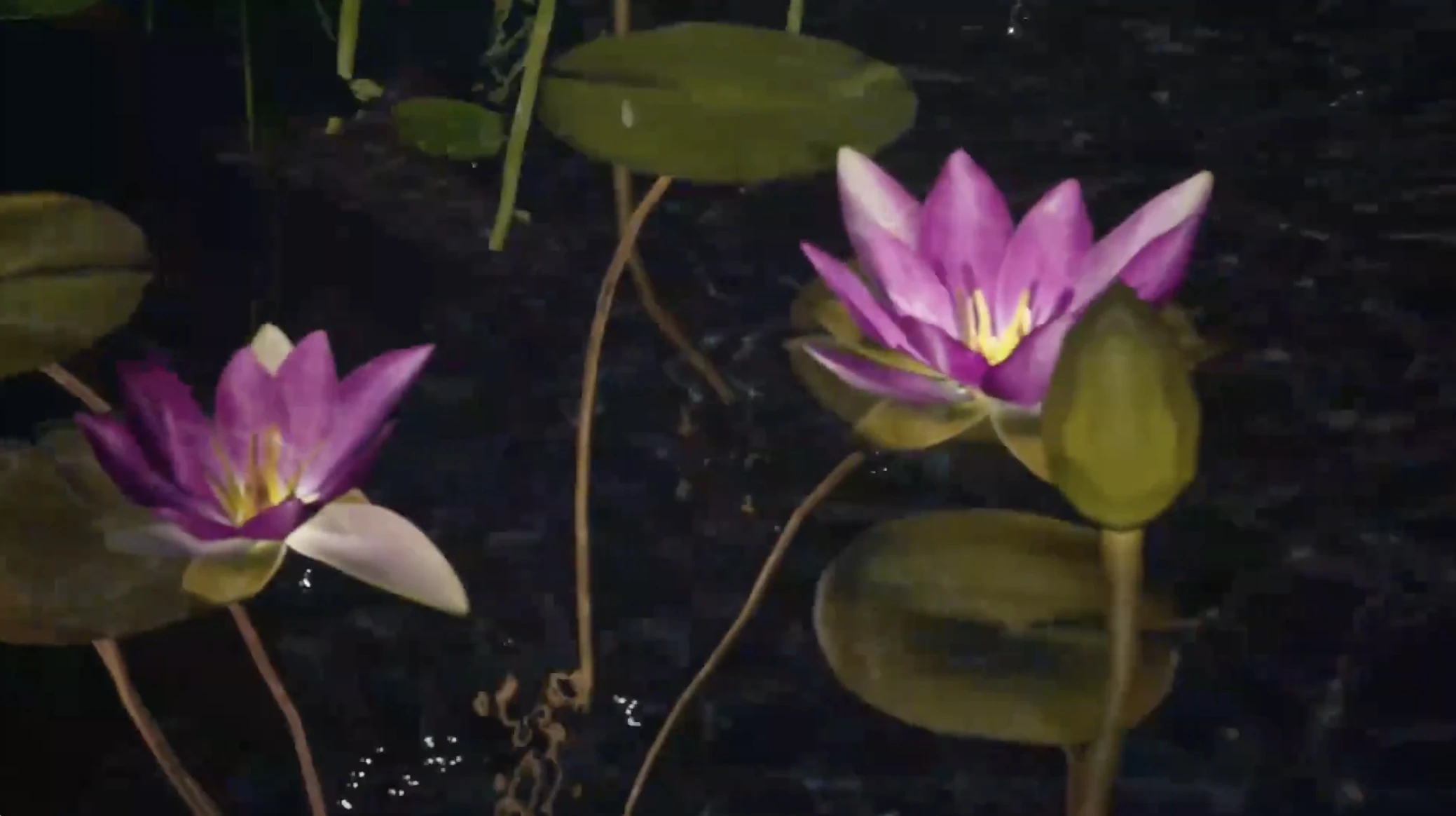 Close view of two pink water lilies and broad leaves floating on dark water