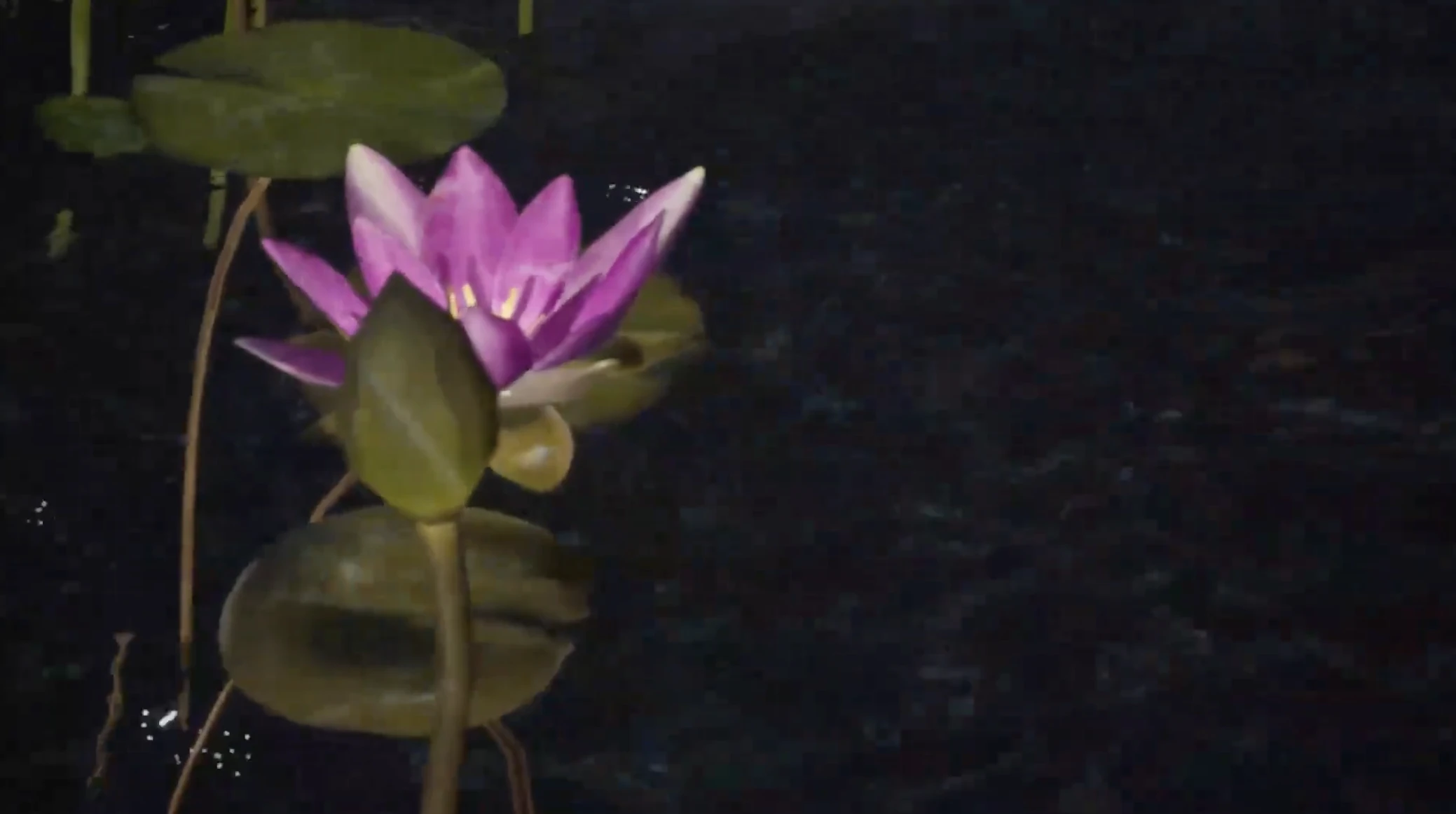 A pink water lily among round leaves on a dark pond